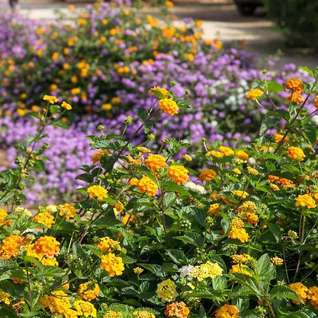 Masseria Saietti 4* Ruffano