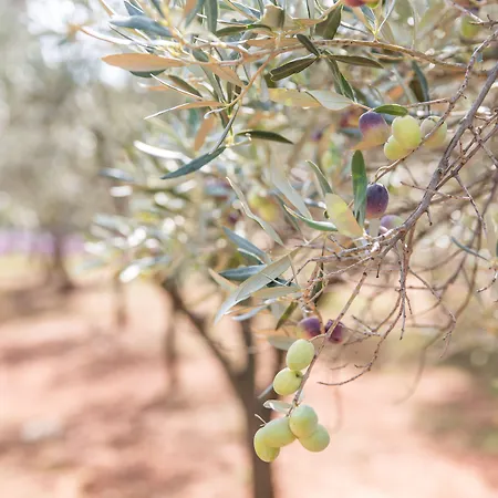 Masseria Saietti 鲁法诺