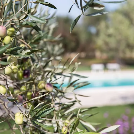 Bed & Breakfast Masseria Saietti 3*